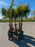 Te koop washingtonia robusta palmbomen, Tuin en Terras, Ophalen, Zomer, Volle zon, Palmboom