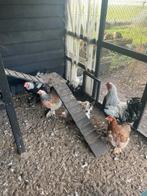 Brahma kippen zalm patrijs, Dieren en Toebehoren, Pluimvee, Meerdere dieren, Kip