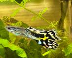 Guppies, jong., Dieren en Toebehoren, Vissen | Aquariumvissen, Vis