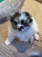 Teddydog mini chowchow met stamboom, Dieren en Toebehoren, Overige rassen, 8 tot 15 weken, Parvo, Meerdere