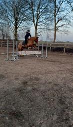 Mega brave sportpony/manege pony, Springpony, L, 11 jaar of ouder, Merrie
