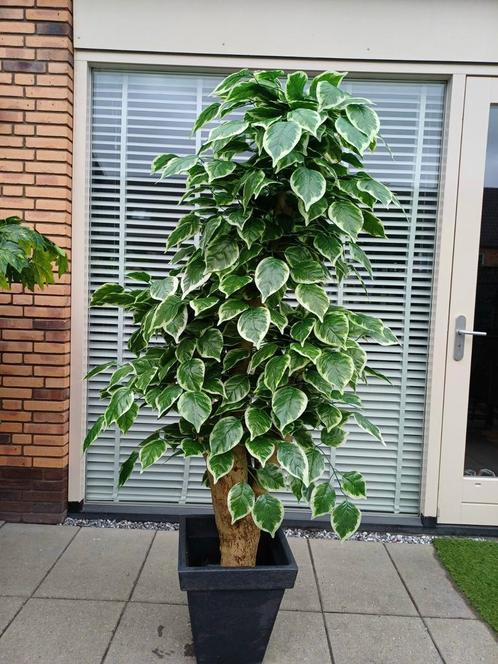 Prachtige kunstplant nieuw, Huis en Inrichting, Woonaccessoires | Kunstplanten en Kunstbloemen, Nieuw, Binnen, Buiten, Ophalen of Verzenden