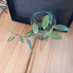 hoya pallilimba stek nr 3-18, Ophalen of Verzenden, Overige soorten, Minder dan 100 cm