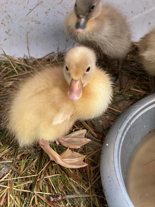 loopeenden te koop, Dieren en Toebehoren, Pluimvee, Eend, Meerdere dieren