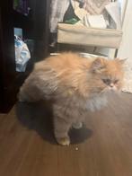 Perzische kat, Dieren en Toebehoren, Katten en Kittens | Raskatten | Langhaar, Kater, 0 tot 2 jaar