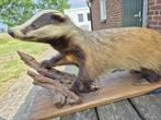 Opgezette Das, Verzamelen, Dierenverzamelingen, Ophalen, Gebruikt, Wild dier, Opgezet dier