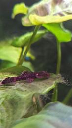 Borstel algeneter, Dieren en Toebehoren, Vis