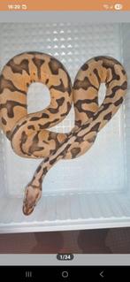 0.1 dessertghost pos. Dh pied clown nk 2023, Slang