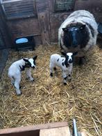 2 jarige bonte ooi met 1 ooi lammeren., Dieren en Toebehoren, Vrouwelijk, Schaap