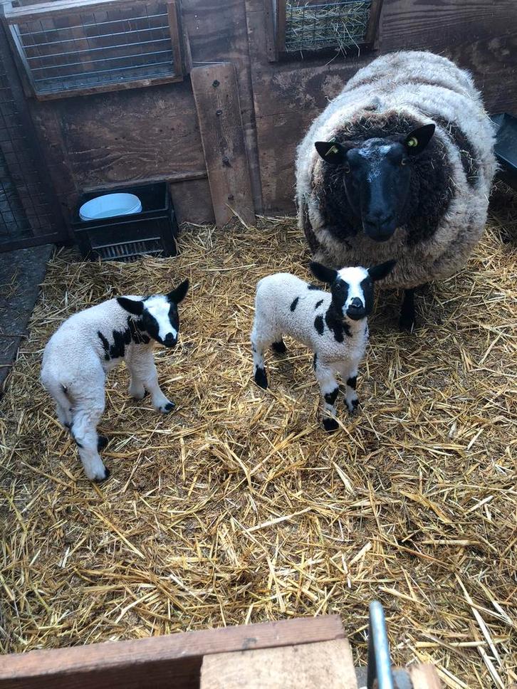 2 jarige bonte ooi met 1 ooi lammeren., Dieren en Toebehoren, Schapen, Geiten en Varkens, Schaap, Vrouwelijk