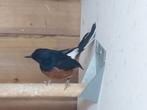 Schamalijster man, Dieren en Toebehoren, Vogels | Overige Vogels, Mannelijk, Tropenvogel, Geringd