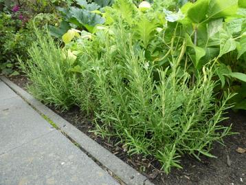 Rozemarijn struikjes | mooi in uw tuin, heerlijk in uw eten beschikbaar voor biedingen