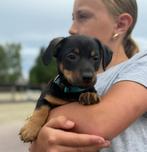 1 black and tan pup te koop, Dieren en Toebehoren, Honden | Jack Russells en Terriërs, Overige rassen, Teef, Eén hond, Nederland