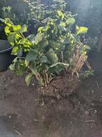Hortensia, Ophalen, Hortensia, Struik, Minder dan 100 cm