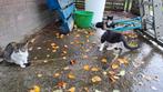Gezocht goed huis voor onze kittens.  4 maanden oud, Dieren en Toebehoren, Katten en Kittens | Overige Katten, Meerdere dieren