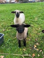 Schaap ram, Dieren en Toebehoren, Schapen, Geiten en Varkens, Mannelijk, Schaap, 0 tot 2 jaar