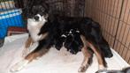 Bordercollie pups, Rabiës (hondsdolheid), 8 tot 15 weken, Collie, Meerdere