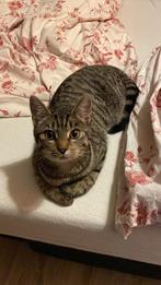 Mooi poes, Dieren en Toebehoren, Katten en Kittens | Overige Katten, Kortharig, 0 tot 2 jaar, Poes