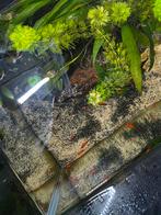 Platy rood wagtail, Vis