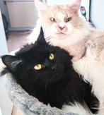 Maine Coon katten twee katers te koop, Kater, Gechipt, 3 tot 5 jaar