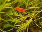 Vuurgarnalen, Dieren en Toebehoren, Vissen | Aquariumvissen, Kreeft, Krab of Garnaal