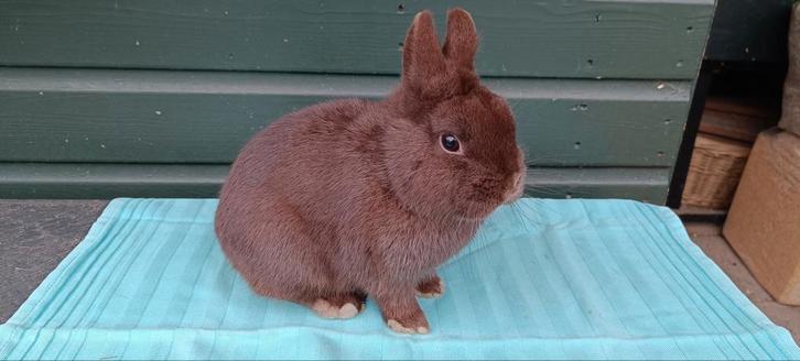 Mooie kleurdwerg/dwergkonijn (chocolade) bruin, Dieren en Toebehoren, Konijnen, Dwerg, Mannelijk, 0 tot 2 jaar
