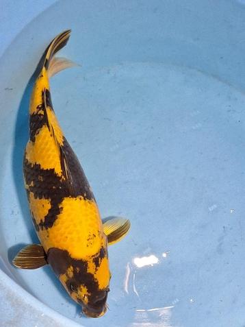 Los of partij 10 MOOIE JAPANSE KOI KARPERS Check foto's!   beschikbaar voor biedingen