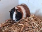 1 cavia zeugje, Dieren en Toebehoren, Knaagdieren, Cavia, Vrouwelijk, November, Tam