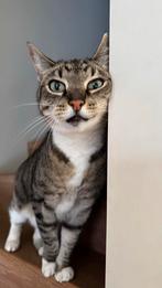Herplaatser; gesteriliseerde poes, Dieren en Toebehoren, Katten en Kittens | Overige Katten, Poes, Kortharig, 6 jaar of ouder