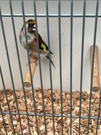Majoor putter man 2024, Dieren en Toebehoren, Vogels | Overige Vogels, Mannelijk, Wildzangvogel