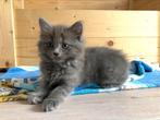 Raszuivere Ragdoll kitten poes te koop, Dieren en Toebehoren, Katten en Kittens | Raskatten | Langhaar, Poes, Gechipt, 0 tot 2 jaar