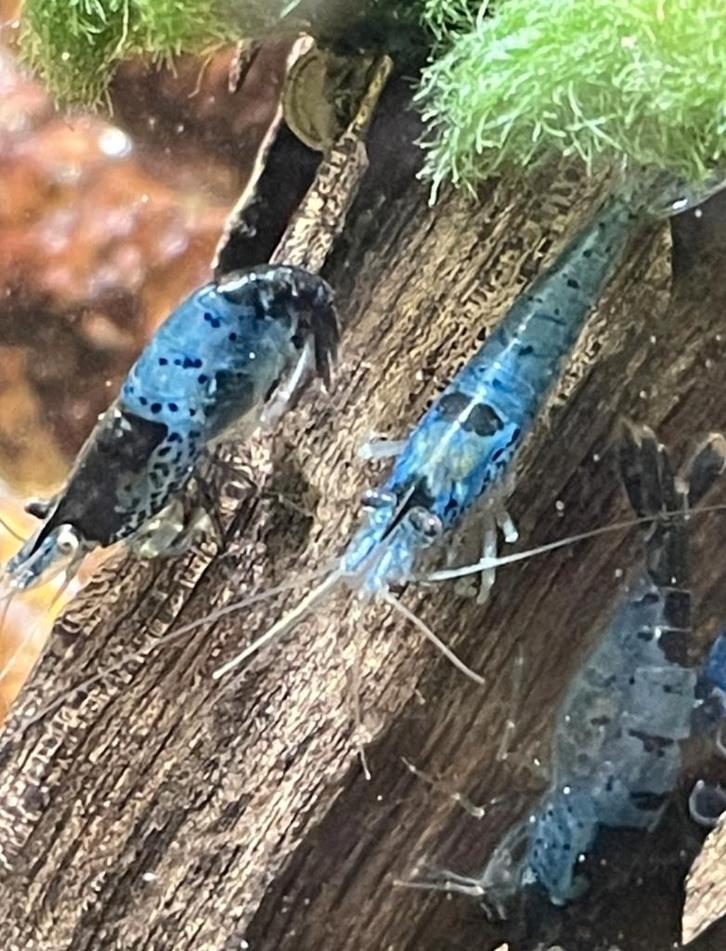 Rilli Blue-black Sushi garnalen, Dieren en Toebehoren, Vissen | Aquariumvissen, Zoetwatervis, Kreeft, Krab of Garnaal