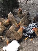 Wyandotte groot en Zijdehoenders, Dieren en Toebehoren, Pluimvee, Vrouwelijk, Kip