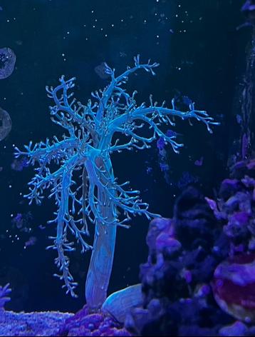 Koraal stekjes beschikbaar voor biedingen