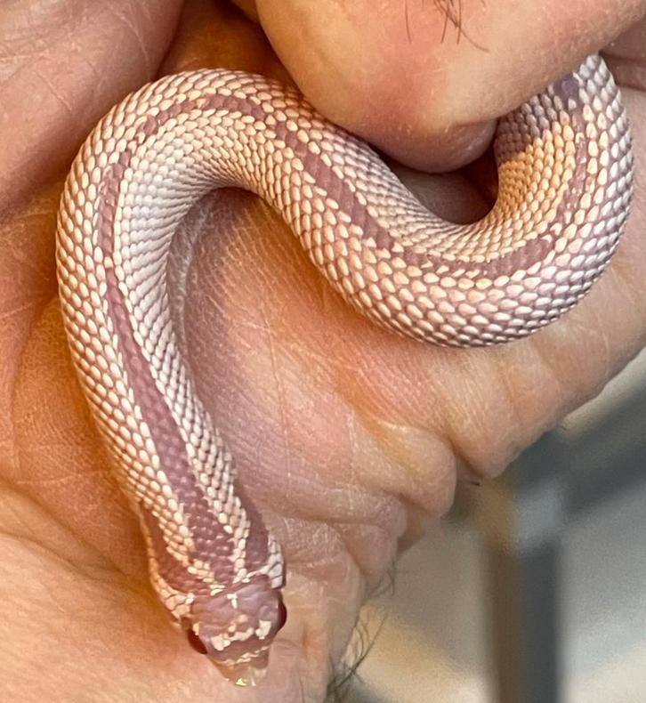 0.1 Heterodon nasicus ALBINO SASC, Dieren en Toebehoren, Reptielen en Amfibieën, Slang, 0 tot 2 jaar