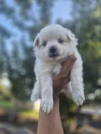 Duitse Spitz, Dieren en Toebehoren, Honden | Niet-rashonden, Meerdere, Meerdere dieren, Klein, Nederland