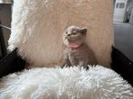 Britse Korthaar kittens – stamboom & eerste vaccinaties, Dieren en Toebehoren, 0 tot 2 jaar