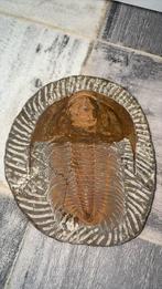 Paradoxides, Ophalen of Verzenden, Fossiel