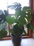 Monstera Delicosa, Ophalen of Verzenden, Halfschaduw, Minder dan 100 cm