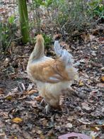 Brahma hennen, Dieren en Toebehoren, Pluimvee, Vrouwelijk, Kip