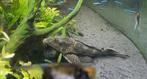 Groot L nr Pleco, Dieren en Toebehoren, Vissen | Aquariumvissen, Vis