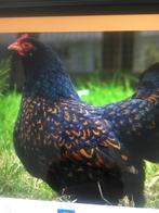 Te koop 3 kriel barnevelders zwart, Dieren en Toebehoren, Pluimvee, Vrouwelijk, Kip