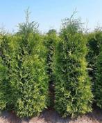 Thuja brabant coniferen, Bloeit niet, Halfschaduw, 100 tot 250 cm, Overige soorten