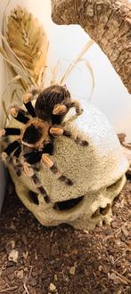 Brachypelma hamorii (ex. smithi), Schildpad, 0 tot 2 jaar