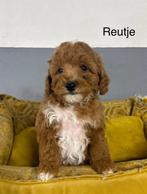 Labradoodle mini pups, Dieren en Toebehoren, Nederland, Overige rassen, 8 tot 15 weken, Meerdere