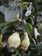 FRUIT Cydonia oblonga kweepeer voedselbos fruittuin oud ras, Volle zon, Vaste plant, Ophalen of Verzenden, Fruitplanten