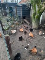 80  broedeieren  zijdehoenkriel, Dieren en Toebehoren, Pluimvee, Geslacht onbekend, Kip