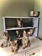 Maine Coon raszuivere XXL kittens Met stamboom, Dieren en Toebehoren, Katten en Kittens | Raskatten | Langhaar, Meerdere dieren