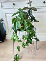 Hoya carnosa, Huis en Inrichting, Kamerplanten, Ophalen, Overige soorten, Halfschaduw, Minder dan 100 cm