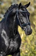 Gezocht: stalhulp/ groom (betaald), Diensten en Vakmensen, Dieren | Paarden | Verzorging, Oppas en Les, Ruiter of Bijrijder